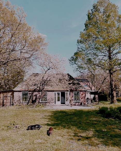The Dog Lodge