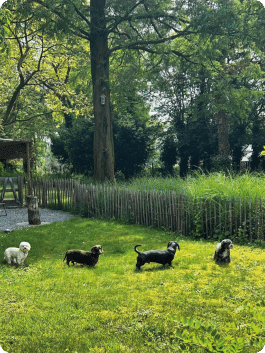 The Dog Lodge